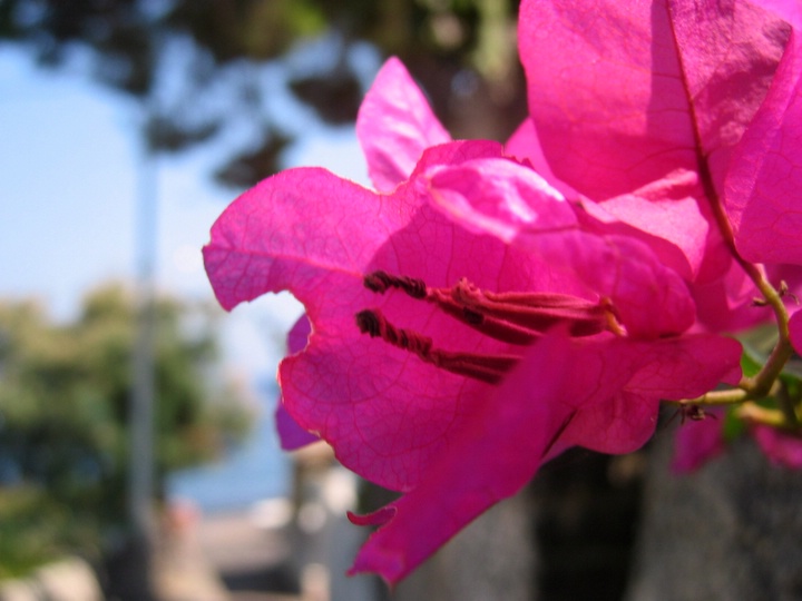 1114-town of Lingua (on Salina).JPG - A flower in a town of Lingua (on Salina)